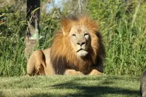 Powerful lion lying in grass symbolizing strength and the journey from broke to beast mode