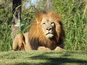 Powerful lion lying in grass symbolizing strength and the journey from broke to beast mode