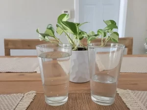 Two glasses of water side by side on a wooden table, one half full and one nearly empty, symbolizing mindset and perspective.